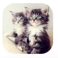 小猫壁纸app下载 小猫壁纸app下载