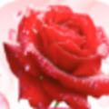 玫瑰视频app